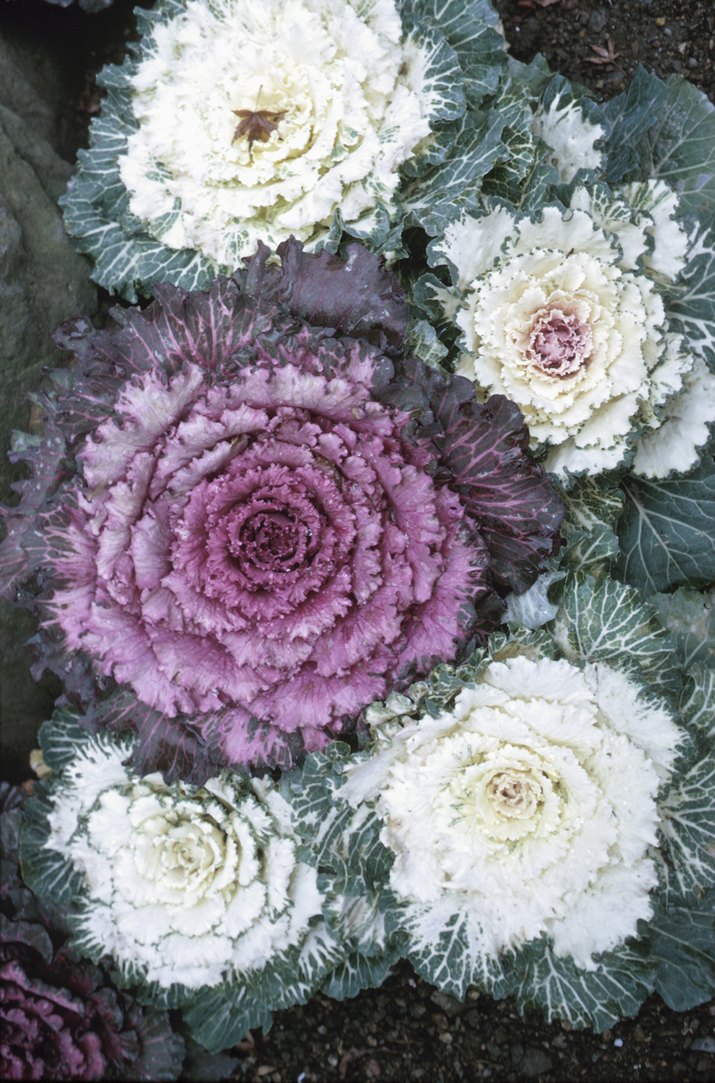 Cabbage flowers