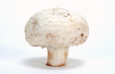 Button mushroom