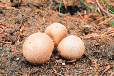 Puffball mushrooms